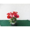 Fleurs en Verre